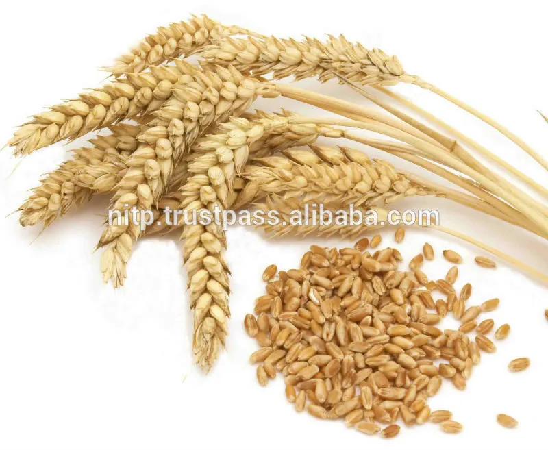 фотография продукта  Продажа пшеницы, ячменя.рожь, овес. 
